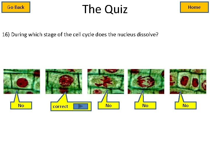 The Quiz Go Back Home 16) During which stage of the cell cycle does