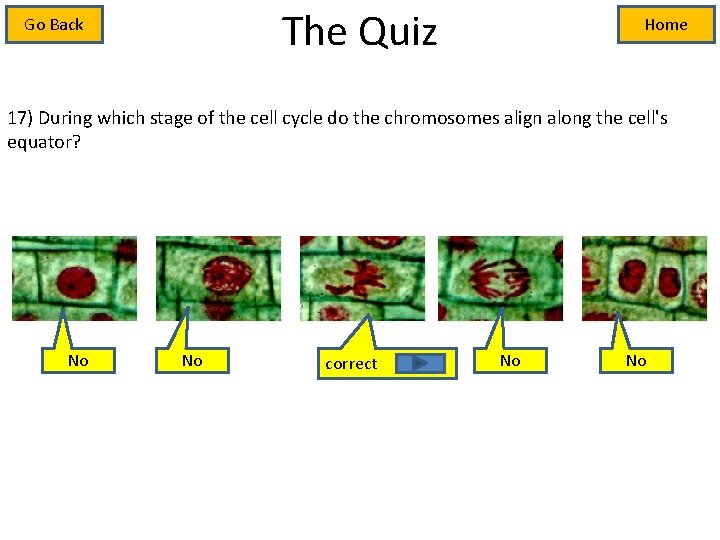 The Quiz Go Back Home 17) During which stage of the cell cycle do