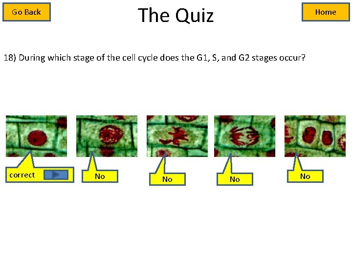 The Quiz Go Back Home 18) During which stage of the cell cycle does