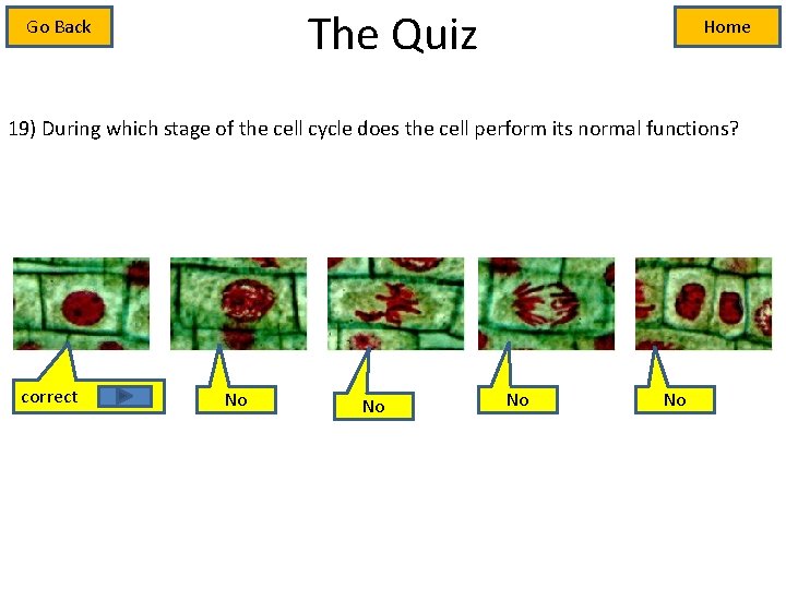 The Quiz Go Back Home 19) During which stage of the cell cycle does