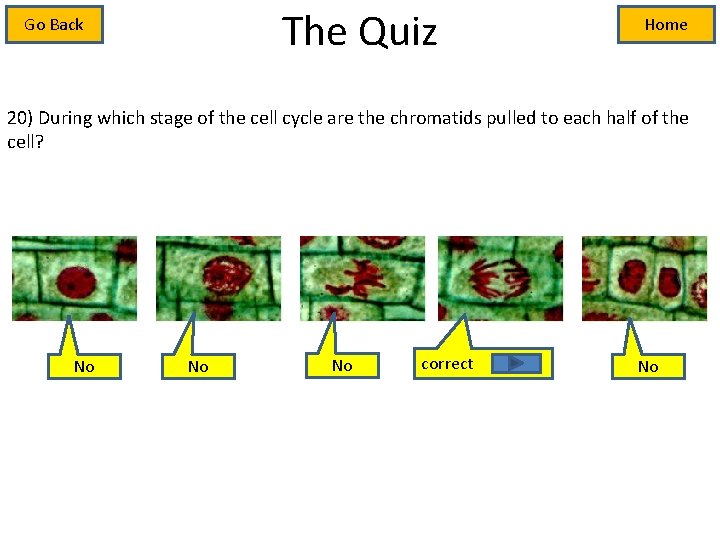 The Quiz Go Back Home 20) During which stage of the cell cycle are