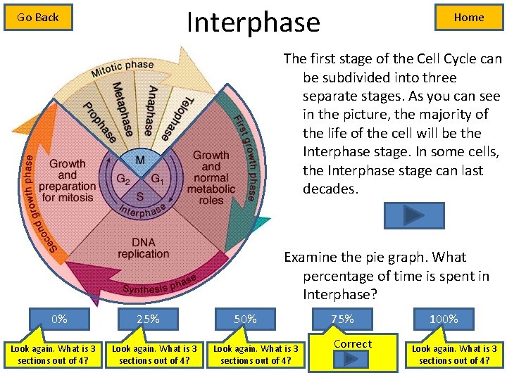 Interphase Go Back Home The first stage of the Cell Cycle can be subdivided