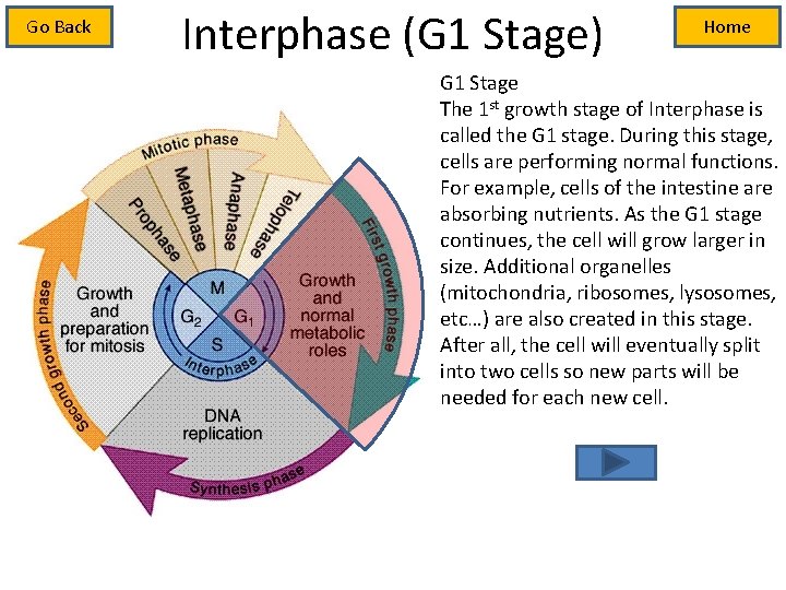 Go Back Interphase (G 1 Stage) Home G 1 Stage The 1 st growth