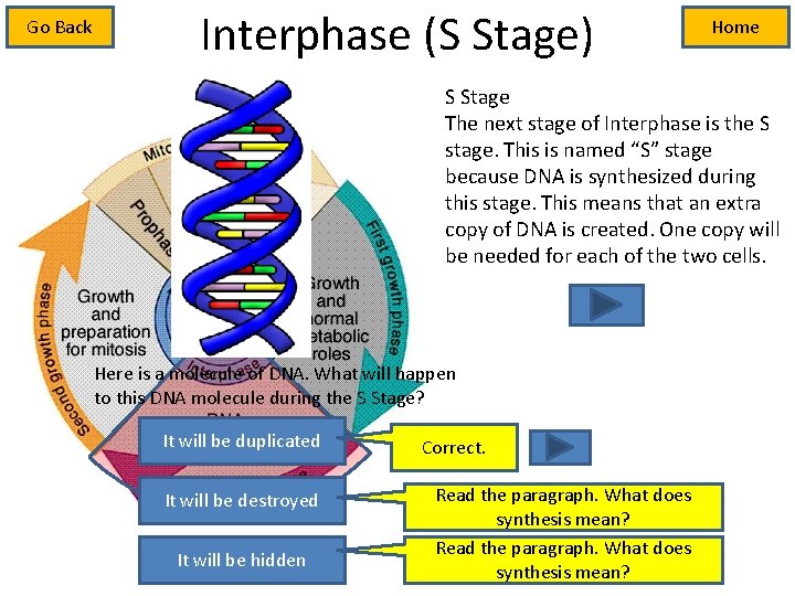 Go Back Interphase (S Stage) Home S Stage The next stage of Interphase is