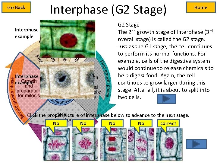 Interphase (G 2 Stage) Go Back Interphase example Home G 2 Stage The 2