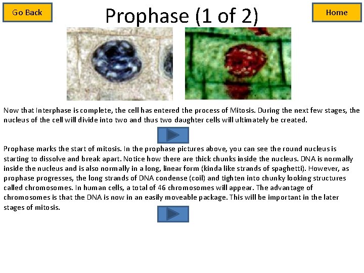 Go Back Prophase (1 of 2) Home Now that Interphase is complete, the cell