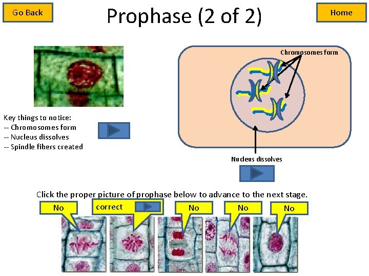 Go Back Prophase (2 of 2) Home Chromosomes form Key things to notice: --