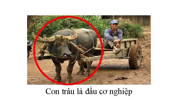Con trâu là đầu cơ nghiệp 