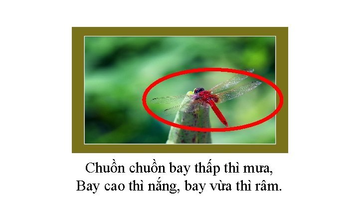 Chuồn chuồn bay thấp thì mưa, Bay cao thì nắng, bay vừa thì râm.