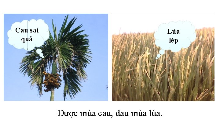 Cau sai quả Lúa lép Được mùa cau, đau mùa lúa. 