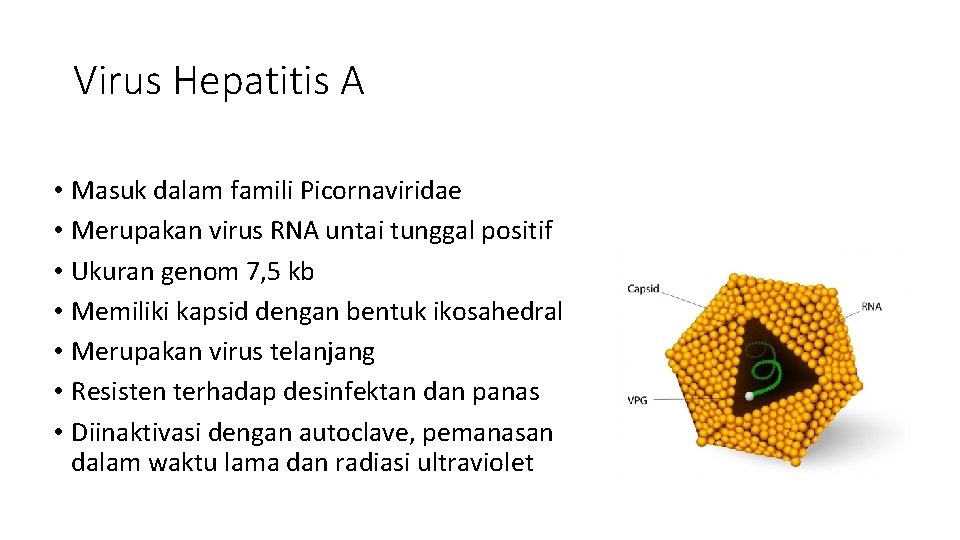 Virus Hepatitis A • Masuk dalam famili Picornaviridae • Merupakan virus RNA untai tunggal