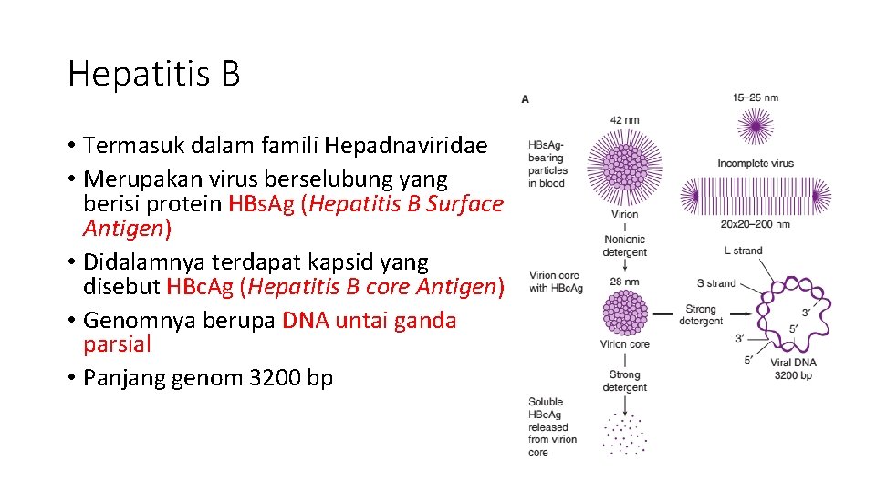Hepatitis B • Termasuk dalam famili Hepadnaviridae • Merupakan virus berselubung yang berisi protein