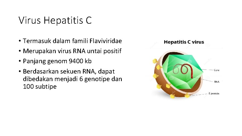 Virus Hepatitis C • Termasuk dalam famili Flaviviridae • Merupakan virus RNA untai positif