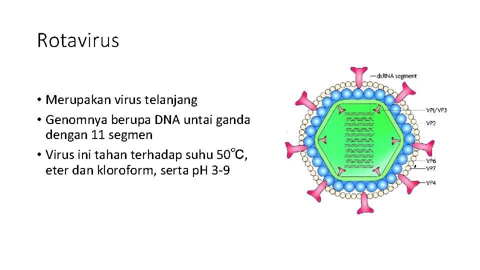 Rotavirus • Merupakan virus telanjang • Genomnya berupa DNA untai ganda dengan 11 segmen
