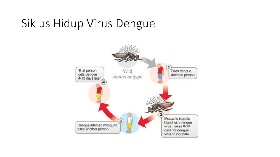 Siklus Hidup Virus Dengue 