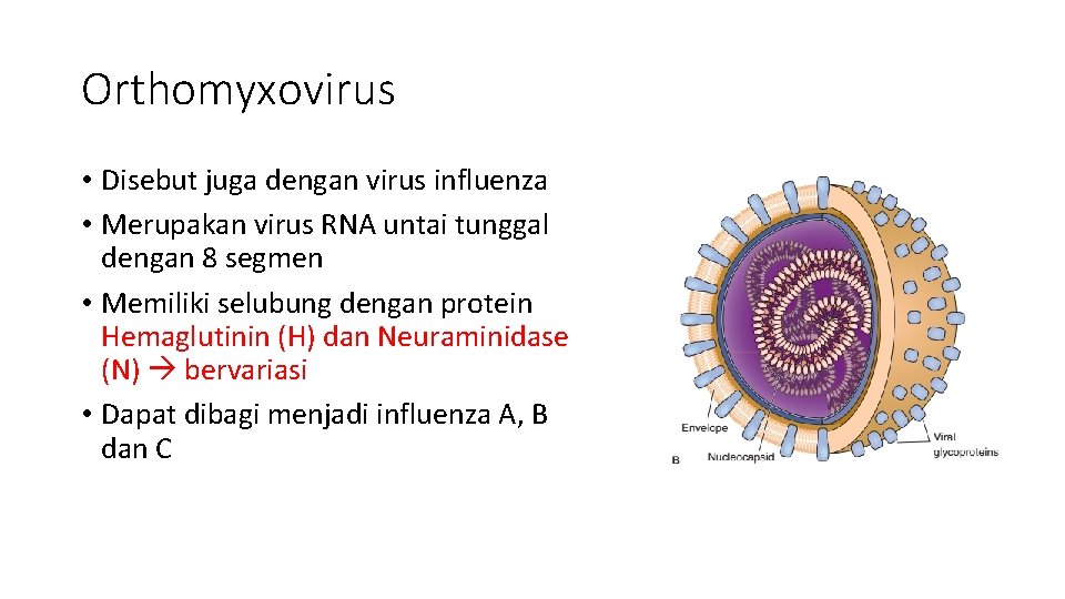 Orthomyxovirus • Disebut juga dengan virus influenza • Merupakan virus RNA untai tunggal dengan