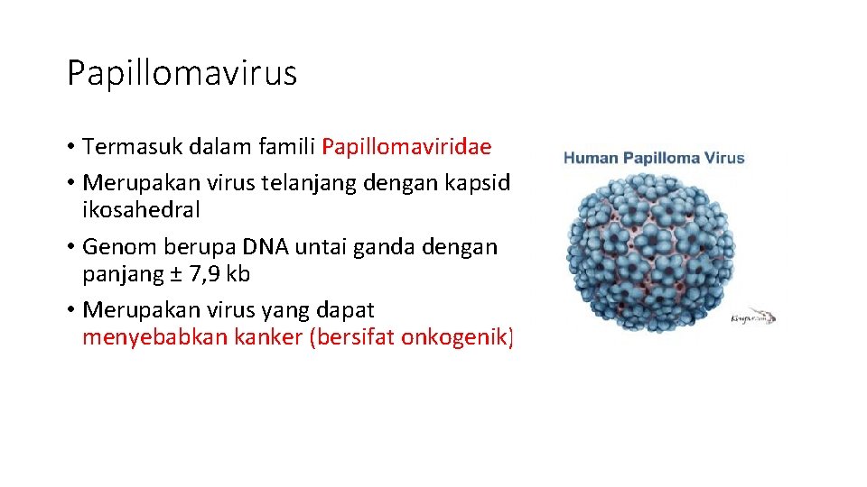 Papillomavirus • Termasuk dalam famili Papillomaviridae • Merupakan virus telanjang dengan kapsid ikosahedral •