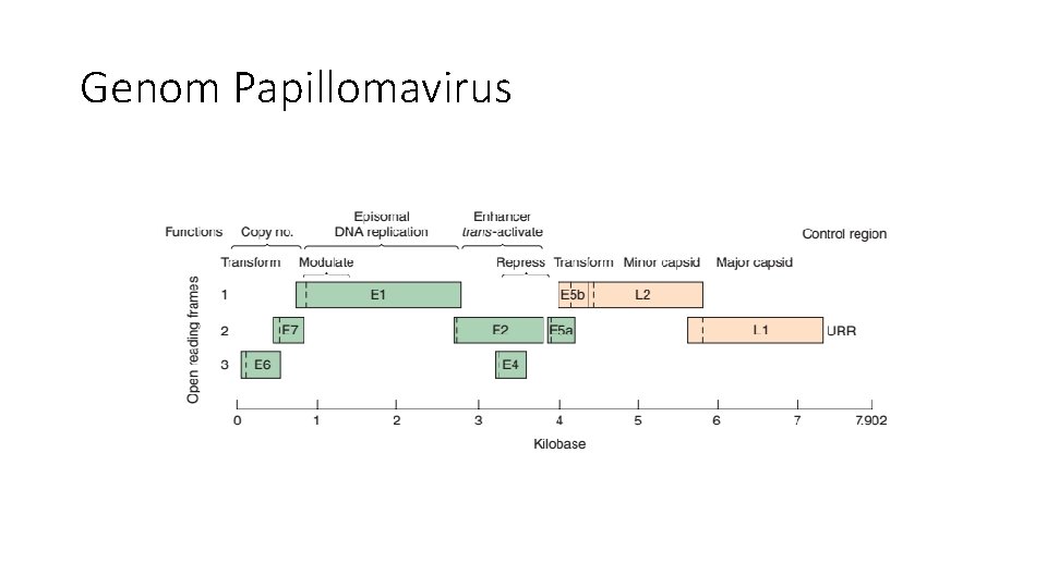 Genom Papillomavirus 