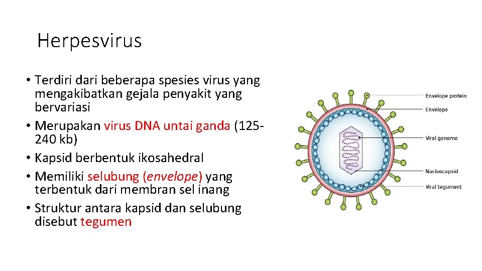 Herpesvirus • Terdiri dari beberapa spesies virus yang mengakibatkan gejala penyakit yang bervariasi •