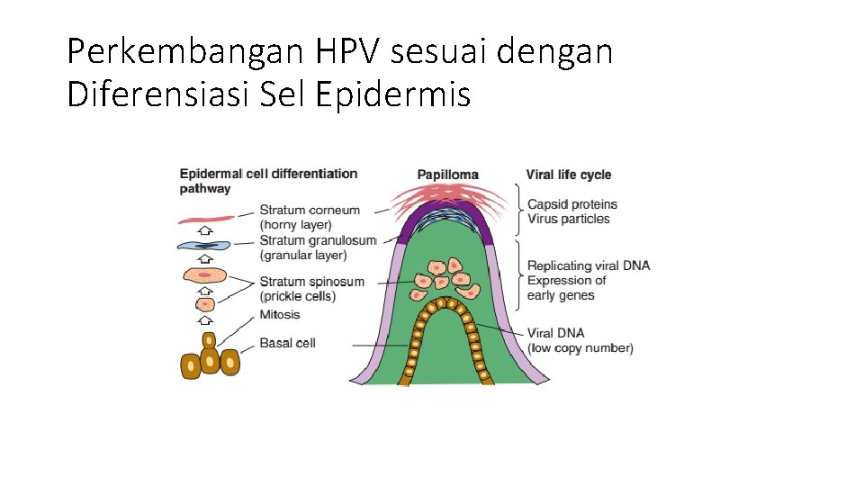 Perkembangan HPV sesuai dengan Diferensiasi Sel Epidermis 