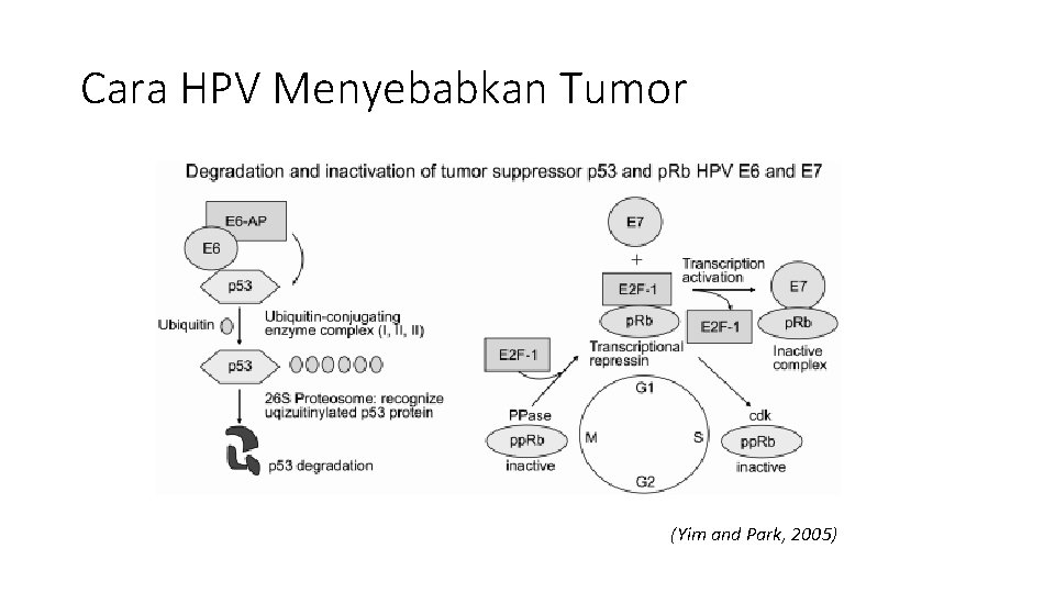 Cara HPV Menyebabkan Tumor (Yim and Park, 2005) 