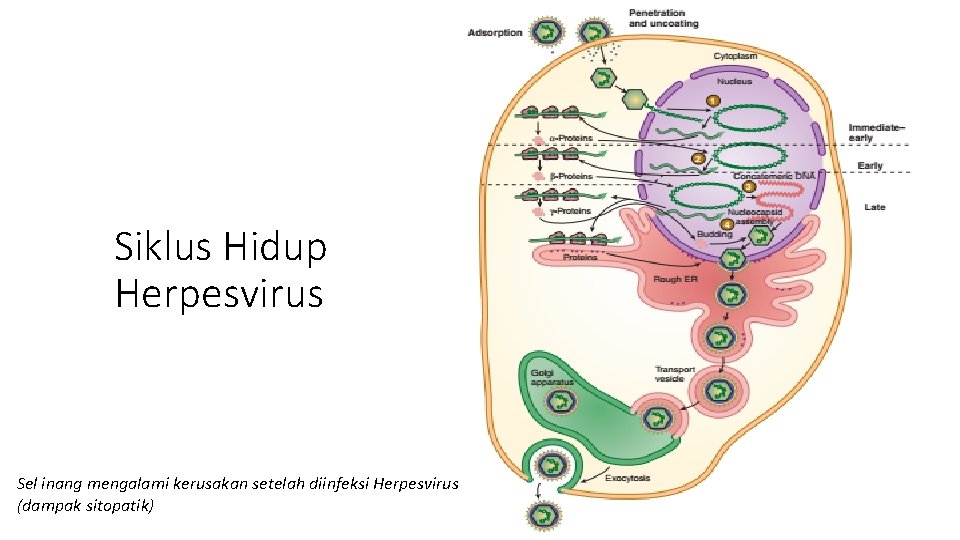 Siklus Hidup Herpesvirus Sel inang mengalami kerusakan setelah diinfeksi Herpesvirus (dampak sitopatik) 