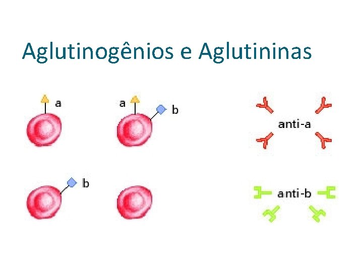 Aglutinogênios e Aglutininas 