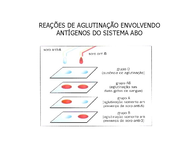 REAÇÕES DE AGLUTINAÇÃO ENVOLVENDO ANTÍGENOS DO SISTEMA ABO 