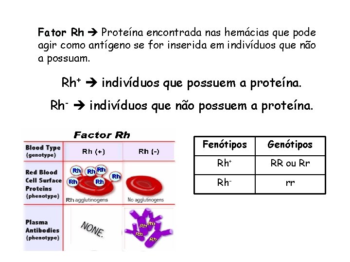 Fator Rh Proteína encontrada nas hemácias que pode agir como antígeno se for inserida