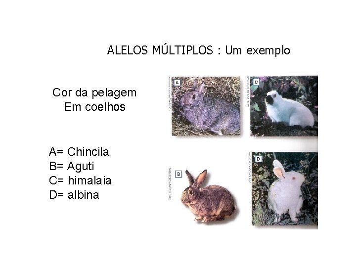 ALELOS MÚLTIPLOS : Um exemplo Cor da pelagem Em coelhos A= Chincila B= Aguti