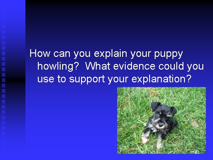 How can you explain your puppy howling? What evidence could you use to support