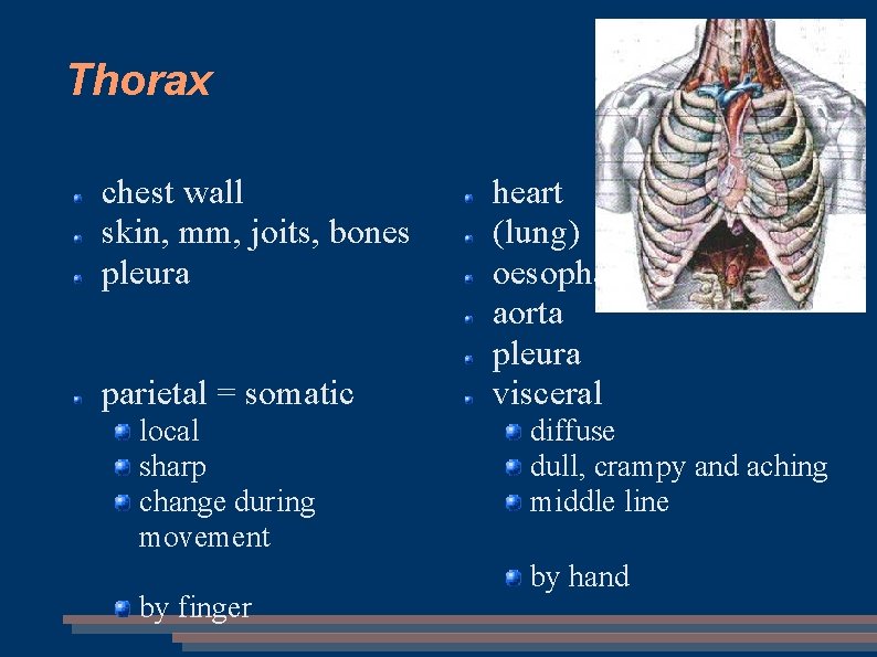 Thorax chest wall skin, mm, joits, bones pleura parietal = somatic local sharp change