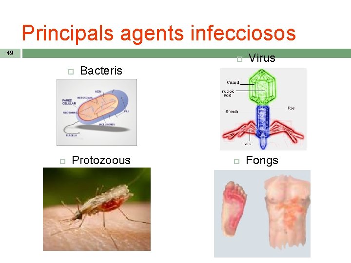 Principals agents infecciosos 49 Bacteris Protozoous Virus Fongs 