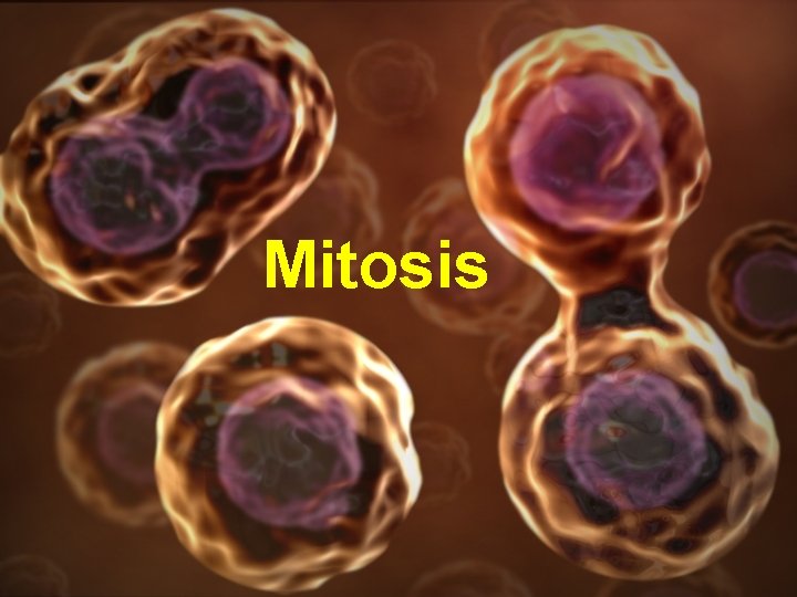 Mitosis 