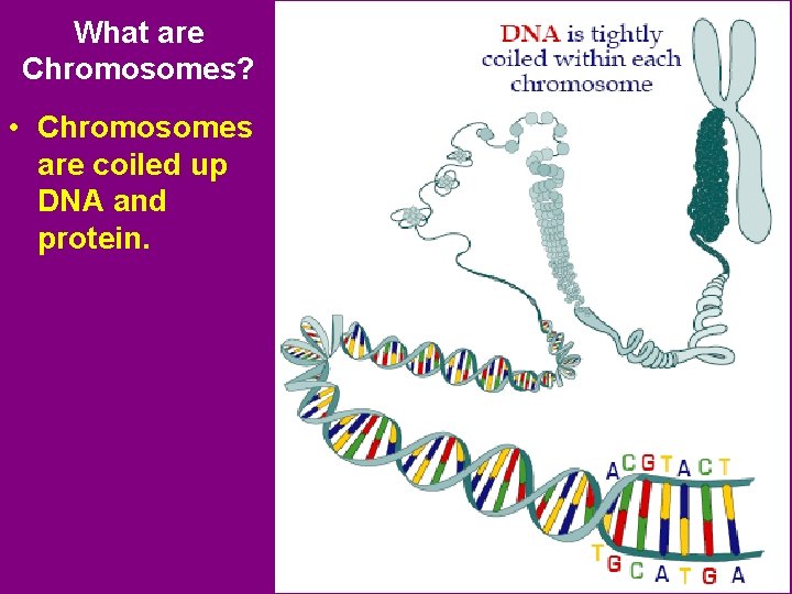 What are Chromosomes? • Chromosomes are coiled up DNA and protein. 