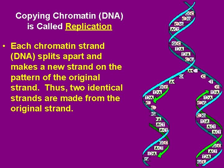 Copying Chromatin (DNA) is Called Replication • Each chromatin strand (DNA) splits apart and