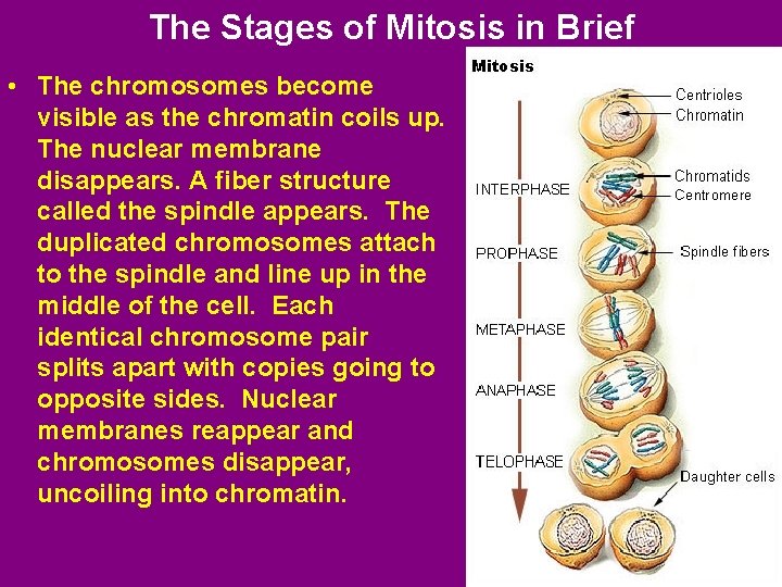 The Stages of Mitosis in Brief • The chromosomes become visible as the chromatin