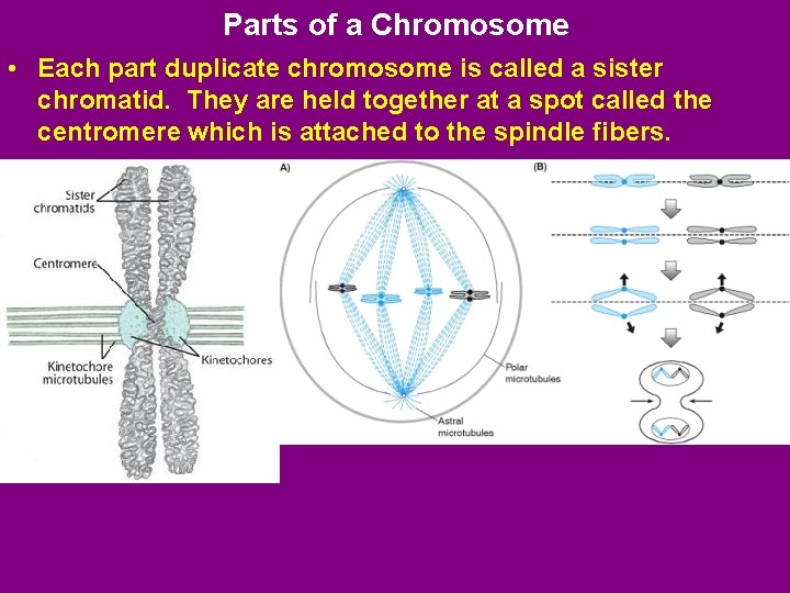 Parts of a Chromosome • Each part duplicate chromosome is called a sister chromatid.