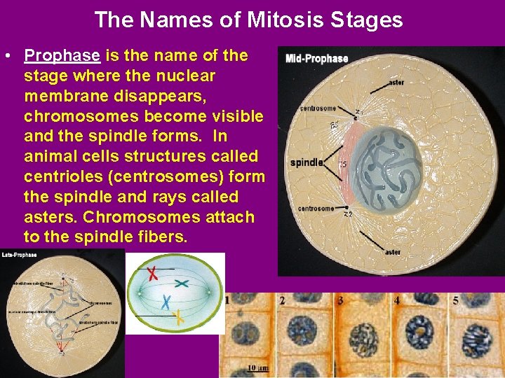 The Names of Mitosis Stages • Prophase is the name of the stage where