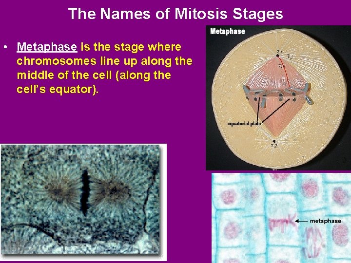 The Names of Mitosis Stages • Metaphase is the stage where chromosomes line up