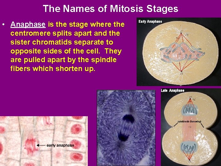 The Names of Mitosis Stages • Anaphase is the stage where the centromere splits