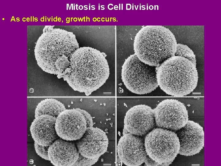Mitosis is Cell Division • As cells divide, growth occurs. 