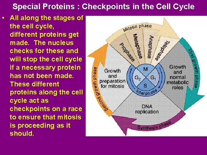 Special Proteins : Checkpoints in the Cell Cycle • All along the stages of