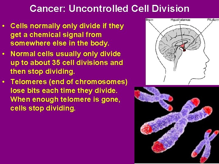 Cancer: Uncontrolled Cell Division • Cells normally only divide if they get a chemical