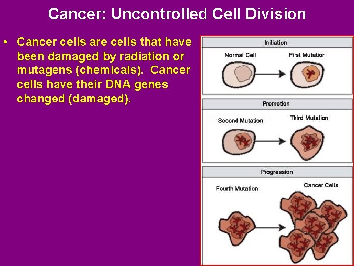 Cancer: Uncontrolled Cell Division • Cancer cells are cells that have been damaged by