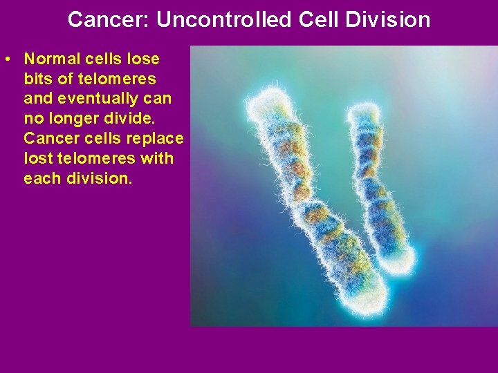 Cancer: Uncontrolled Cell Division • Normal cells lose bits of telomeres and eventually can