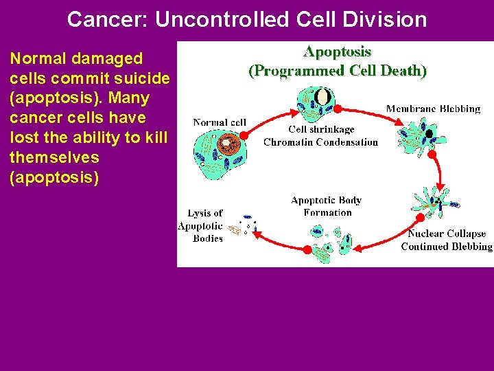 Cancer: Uncontrolled Cell Division Normal damaged cells commit suicide (apoptosis). Many cancer cells have