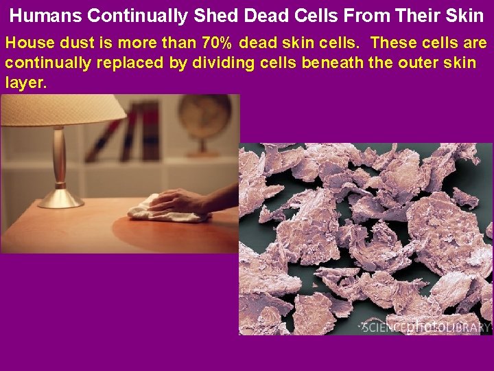 Humans Continually Shed Dead Cells From Their Skin House dust is more than 70%