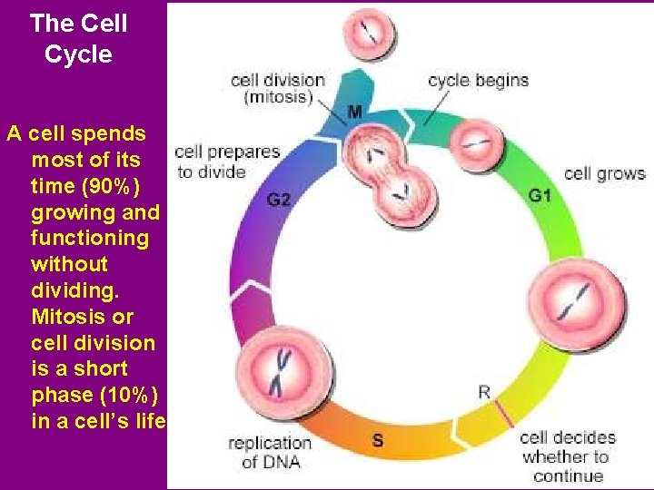 The Cell Cycle A cell spends most of its time (90%) growing and functioning