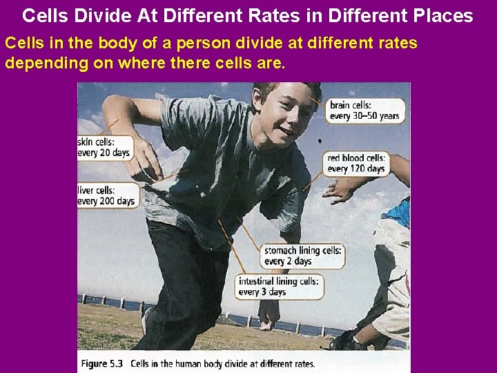 Cells Divide At Different Rates in Different Places Cells in the body of a